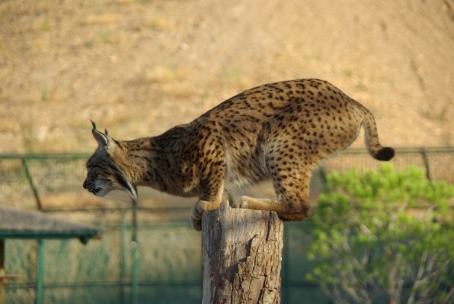 lince1